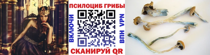 Псилоцибиновые грибы Psilocybine cubensis Зуевка